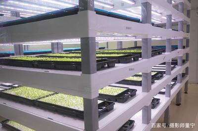 探訪全球最大植物工廠 計算機系統集成的綠色奇跡